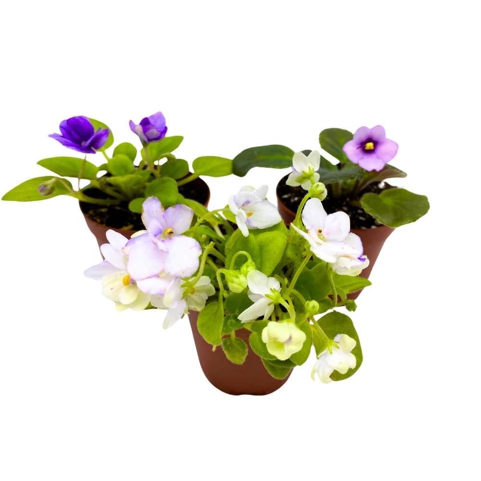 Harmony's African Violet Surtido, Juego de 3 2 pulgadas, Raro Mini Viol Saintpaulia Foto 1 de 4