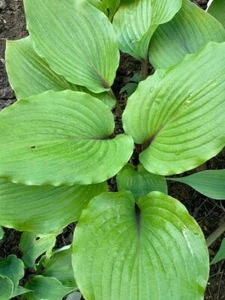 Hosta ‘ Holar Red Spear ’ Plantain Lily Plant Shipping Spring 2025 - Picture 1 of 2