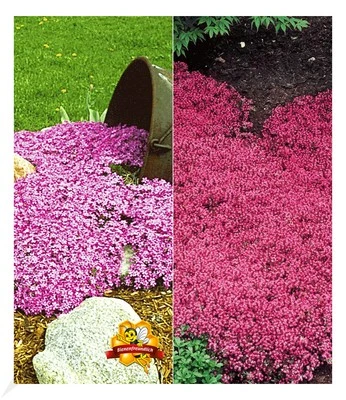 Winterharte Bodendecker-Kollektion rosa und rot 6 Pflanzen - Bild 1 von 4