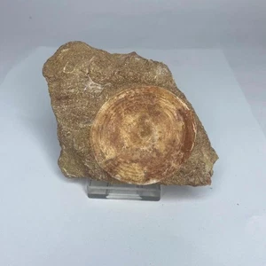 Otodus Shark Vertebra Large Cretaceous Shark Fossil 81mm Morocco Genuine Fossil - Picture 1 of 4