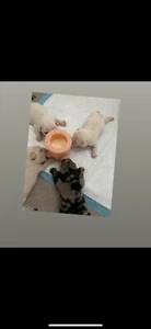 4 Nipple silicone puppy feeder 4oz - Picture 1 of 5
