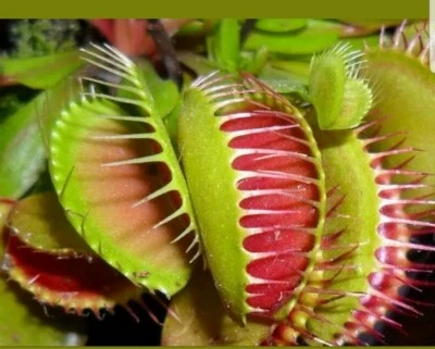 100Pcs Venus Fly Trap Seeds, Dionaea Muscipula, Bonsai Carnivorous Plant Seeds - Image 1 of 4