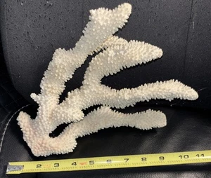 Large Staghorn coral Shell Seashell 12” Height 8” Wide Nice Specimen - Picture 1 of 8
