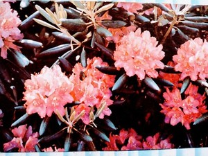 BEAUTIFUL  PHOTO POST CARD RHODODENDRON STATE FLOWER IN BLOOM  WASHINGTON