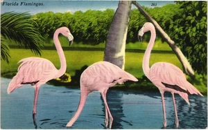 Vintage Florida Flamingos Postcard Tichnor Bros 1939 Scenic Bird Art - Picture 1 of 2