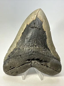 Megalodon Shark Tooth 5.86” Massive - Beautiful Fossil - Authentic 18946 - Picture 1 of 8