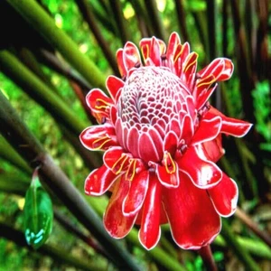 10 RED TORCH Ginger Seeds (Etlingera elatior) Flower Tropical Garden Plant RARE! - Picture 1 of 10