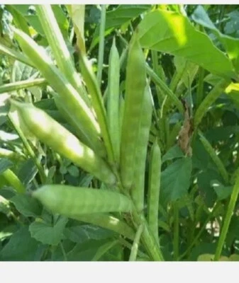 Indian Cluster Bean 30 Seeds Gawar Phali Heirloom seeds,  high germination - Image 1 of 2