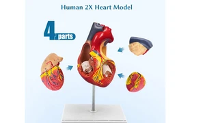 Modelo de corazón anatómico agrandado SFXYJ 2X, 4 partes extraíble con ventrículos aurículas - Imagen 1 de 12