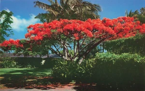 Vintage 1970s Postcard Hawaii Flame Tree Royal Poinciana - Picture 1 of 2