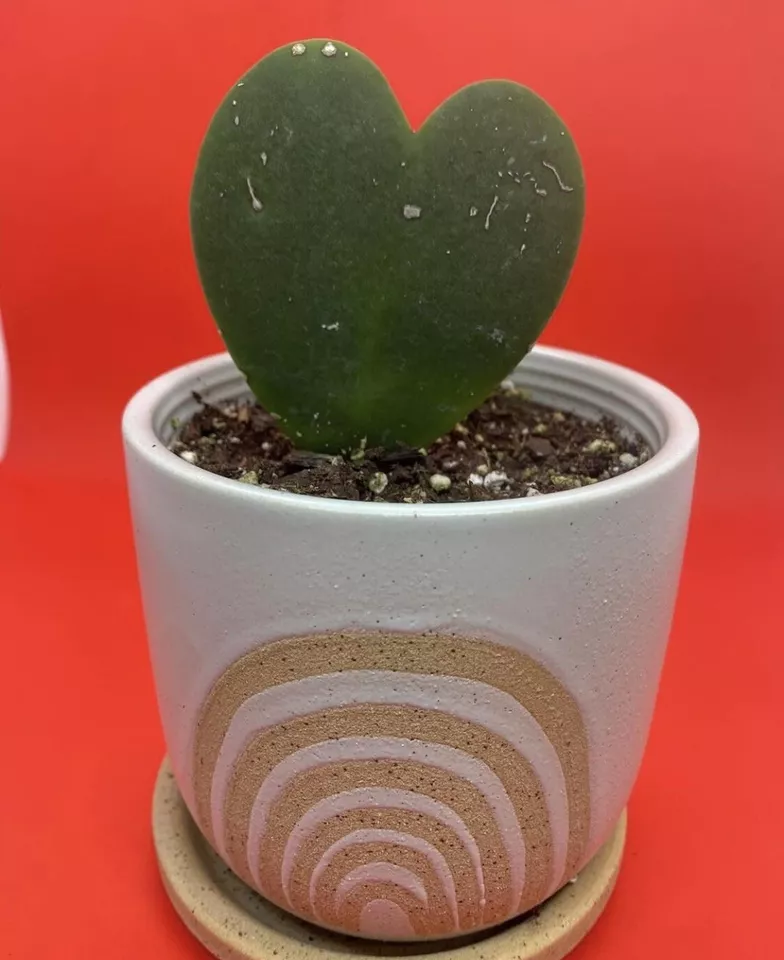 plantas de casa hoya Foto 1 de 1