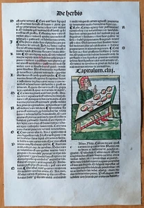 Original Post Inkunabel-Blatt Hortus Sanitatis Koloriert Palme Venedig 1511 - Bild 1 von 2