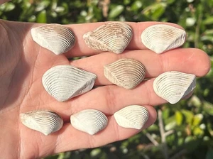 Inghilterra Fossil Bivalves UNO PER ACQUISTO Crassatella sulcata Eocene Shell - Foto 1 di 8