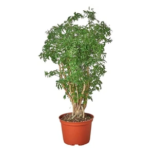 Planta de tocón Aralia Ming - Imagen 1 de 4