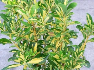 Euonymus Japonicus Aureus Spindle Ornamental Evergreen Shrub | 9cm Pot - Picture 1 of 3