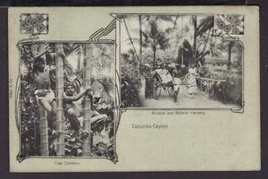 CEYLON c1900s Early 2-FRAME U/B POSTCARD TREE CLIMBER RICKSHA BULLLOCK HACKERY - Picture 1 of 2