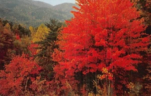 Postcard TN: Fall Color Scene, Great Smoky Mountains NP, Tennessee 1955 - Picture 1 of 2