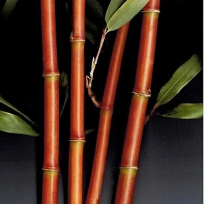 4 Plants - Red Temple Bamboo/ Narihira Bamboo Semiarundinaria-1 Gallon Sz Plants - Image 1 of 4