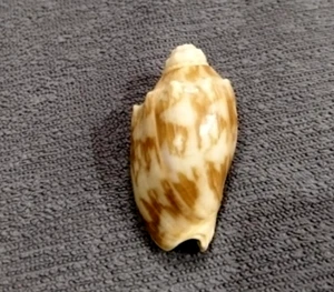 Cymbiola Vespertilio 36 mm F+++/GEM" TINY SIZE unusual chocolate pattern WOW!! - Picture 1 of 5