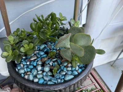 Contenedor de plantas azules rocas retención de humedad suculento brillo pintado a mano Foto 1 de 4