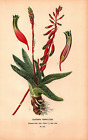 "GASTERIA VERRUCOSA" Antique English Botanical lithograph 1897    