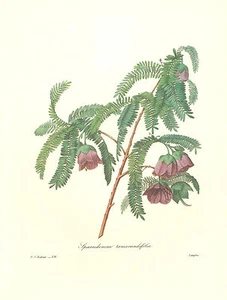 REDOUTE Botánico FLOR DE TAMARINDO Estampado ORIGINAL #136 - Imagen 1 de 2