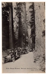 RAINIER NATIONAL PARK - AUTO STAGE BUSSES - OLD REAL PHOTO POSTCARD - Picture 1 of 2