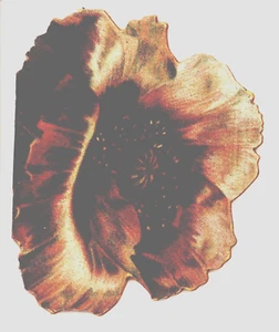 flor de la pasión púrpura, religiosa, floral, folleto Tuck, victoriano, 1811 - Imagen 1 de 5
