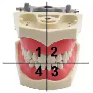 Modelo dental modelo de dientes tipo ADC modelo de enseñanza modelo de diente de demostración 32 un. - Imagen 1 de 59