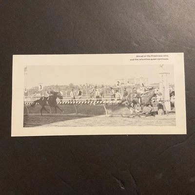 SECRETARIAT 8 X 4 photo Horse  Racing 1973 PREAKNESS STAKES - Image 1 of 2