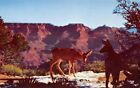Deer At Grand Canyon Arizona Vintage Postcard G14