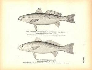 Rare 1884 Antique Fish Print Engraving ~ Squeteague or Sea Trout - Picture 1 of 1