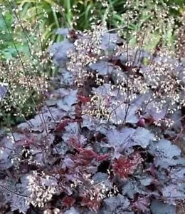 Purple Shades Heucheras Clumps Coral Bells Forming Perennial Ivys Likes 30 Seeds - Picture 1 of 1