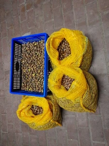 30 kg Eicheln Tierfutter, Wildfutter/aus dem Odenwald/Sonderpreis  - Bild 1 von 5