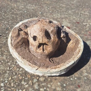 Exceptional Cretaceous Turtle Fossil Rare Skull & Shell in Original Matrix Repti - Picture 1 of 13