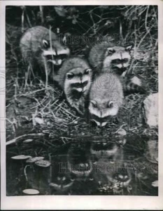 1955 Pressefoto N Ontario Kanada eine Gruppe Waschbären im Wald - ned08301 - Bild 1 von 2
