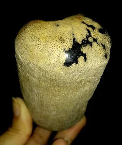 FÓSIL DE REGISTRO DE MADERA PETRIFICADA, DE JAVA, INDONESIA, 105MM - Imagen 1 de 6