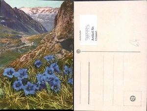 559995,Blumen Enzian Alpen Bergkulisse - Picture 1 of 1