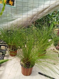 FPOrchids Species Dendrochilum tenellum - Picture 1 of 2