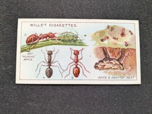 1914 Wills Garden Life Card # 39 Ants and part of Nest (EX) - Picture 1 of 3