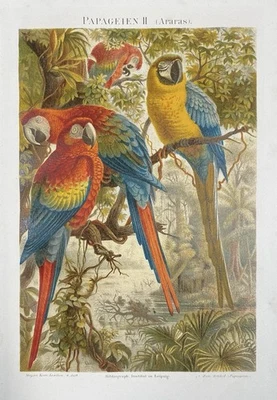 Originalgrafik Fauna Vögel: Papageien Ara - Chromolithographie um 1900 birds - Bild 1 von 4