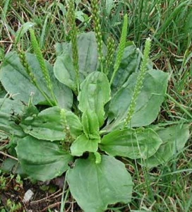 1000+ Organic Broadleaf Plantain Seeds ~ Plantago major *Free US shipping* - Picture 1 of 2
