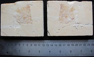 Pycnosteroides levispinosus 08 - Both Sides Included Cretaceous Fossils Lebanon - Picture 1 of 5