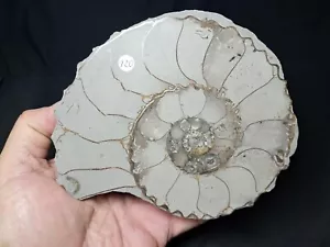 Hoplites dentatus , giant nice ammonite Troyes, France - Imagen 1 de 24
