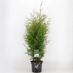Lebensbaum Brabant 100-120 Thuja occidentalis Brabant Heckenpflanze - Koniferen - Bild 1 von 2