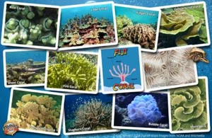 Fiji Coral Identification Guide Waterproof Card - Picture 1 of 2