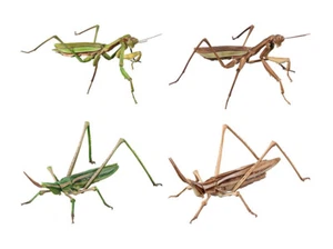 Juego de 4 juguetes The Diversity of Life on Earth Advance Mantis Bandai Gashapon - Imagen 1 de 9