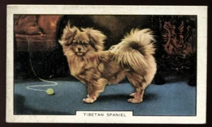 Tobacco Card, Gallaher, DOGS, 1938, 2nd Series, Tibetan Spaniel, #15 - Picture 1 of 2