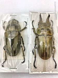 Allotopus rosenbergi pair from Java, Bronze golden beetle, lucanidae - Picture 1 of 6
