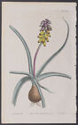 Curtis - Yellow Musk-Hyacinth. 1565 - 1787-1800s The Botanical Magazine